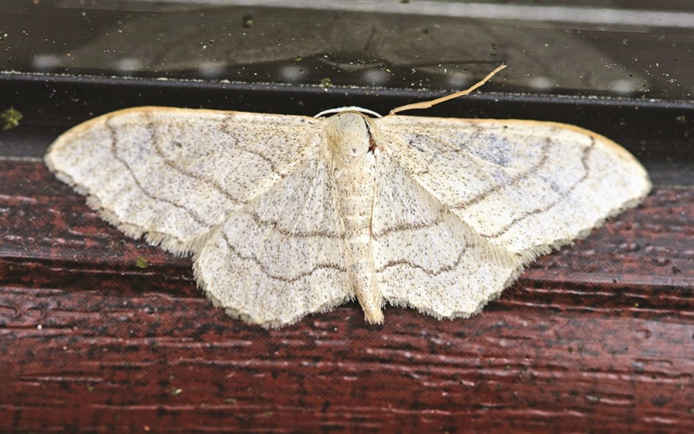 Riband Wave Moth, Idaea aversata